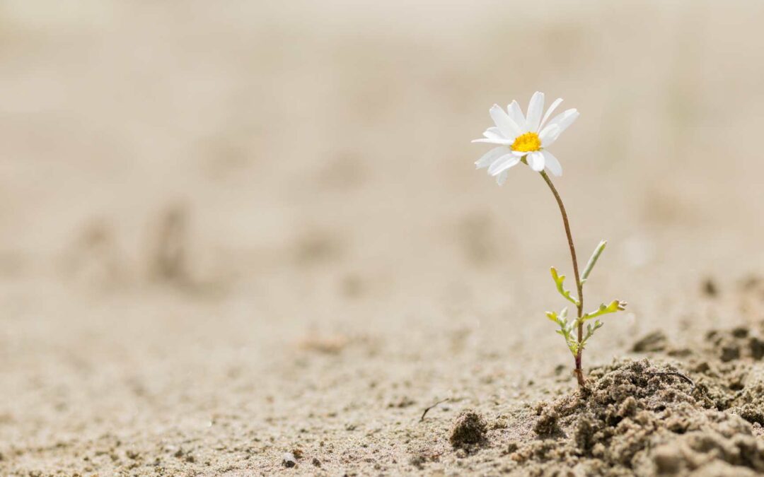 The Surprising Truth About Becoming Resilient