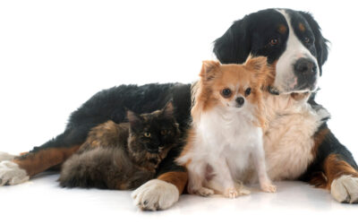 Is Your Pet Part of Your Estate Plan?