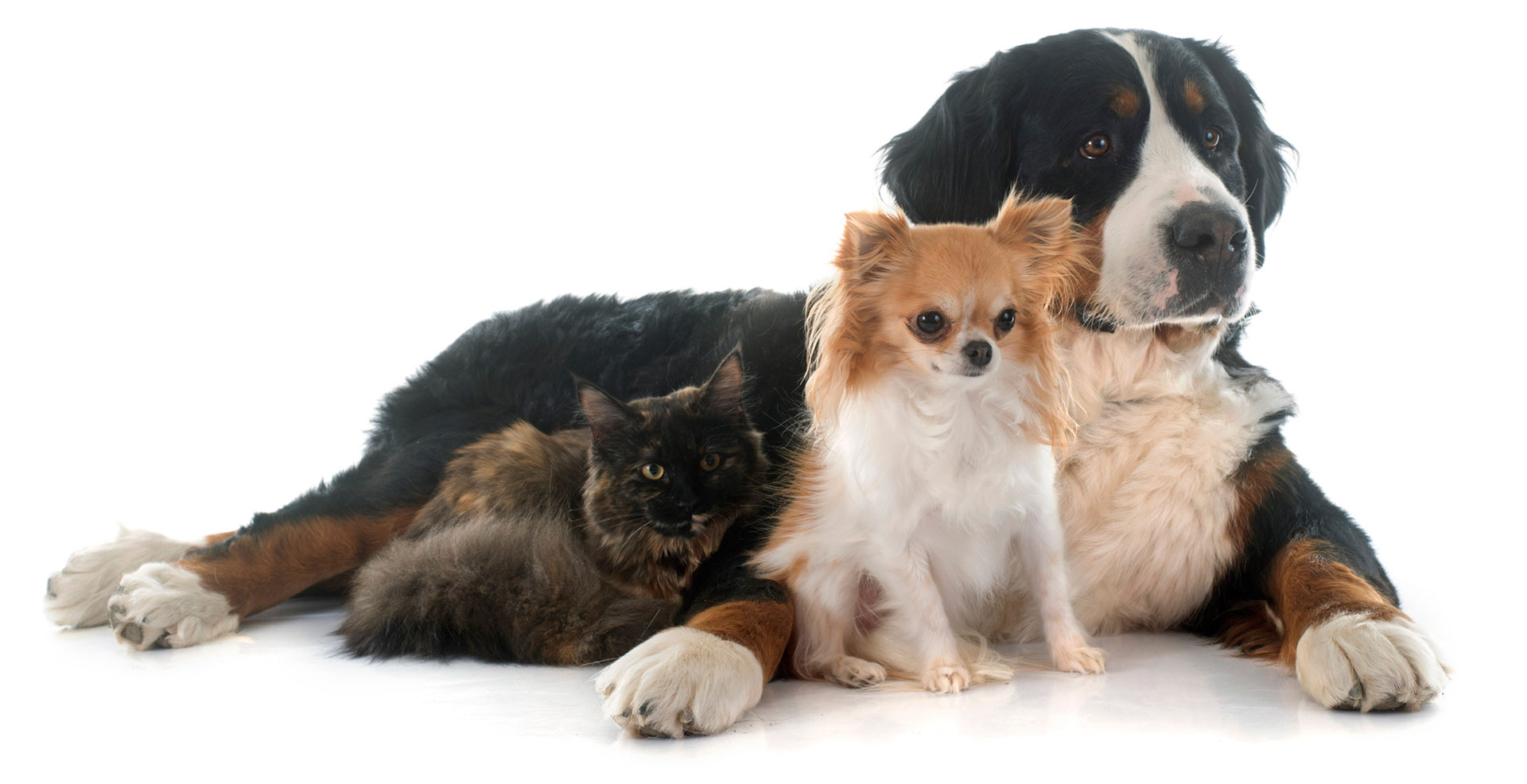 Is your pet part of your estate plan?